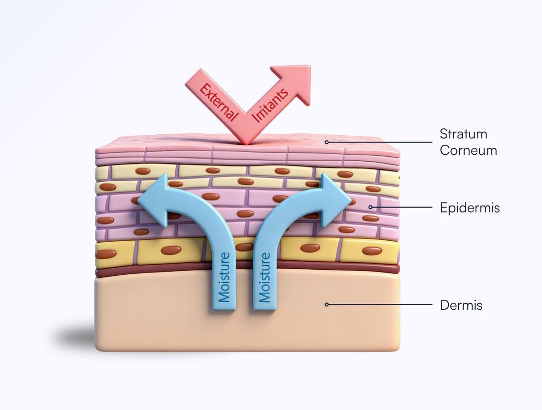 Skin Thinning: What It Actually Is, Why It Happens, and What Helps